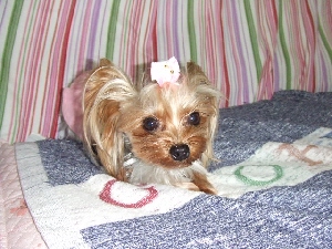2007_1216 はる0088.jpg