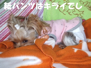 2007_1218 はる0046.jpg