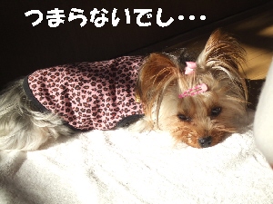 2007_1220 はる0045.jpg