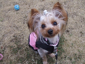 2007_1228 はる0056.jpg