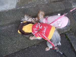 2008_0114 はる0049.jpg