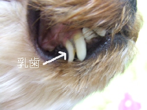 2008_0114 はる0056.jpg
