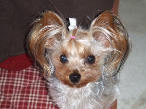 2008_0114 はる0058.jpg