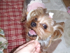 2008_0118 はる0054.jpg