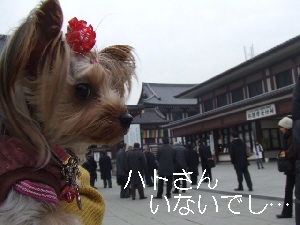 2008_0122 はる0047.jpg