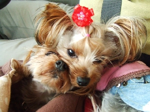 2008_0122 はる0060.jpg