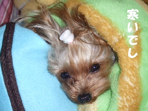 2008_0123 はる0070.jpg