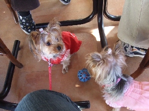 2008_0125 はる0047.jpg