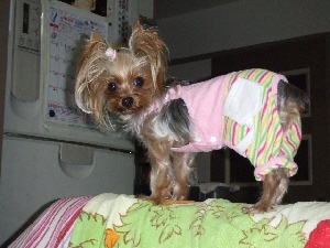2008_0126 はる0045.jpg