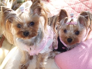 2008_0130 はる0046.jpg