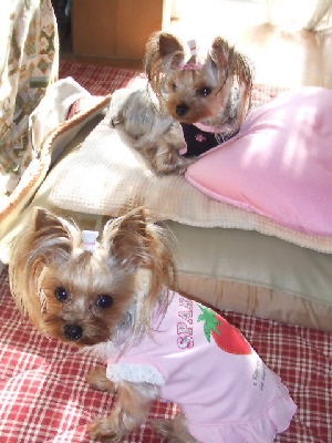 2008_0130 はる0054.jpg