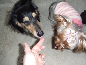 2008_0212 はる0069.jpg