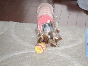 2008_0212 はる0075.jpg