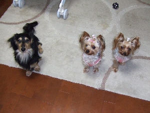 2008_0212 はる0079.jpg
