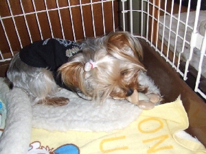 2008_0219 はる0047.jpg
