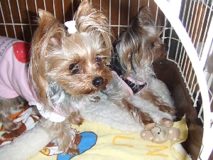 2008_0219 はる0049.jpg