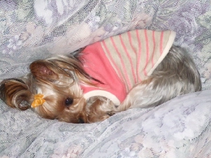 2008_0227 はる0046.jpg