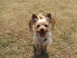 2008_0303 はる0087.jpg