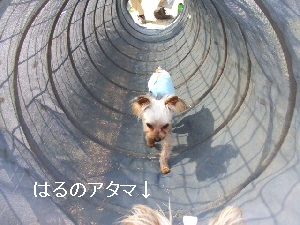2008_0303 はる0094.jpg