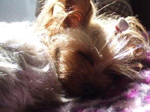 2008_0304 はる0044.jpg