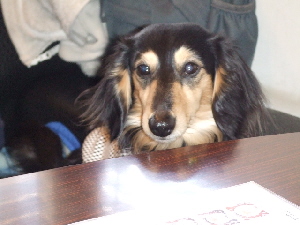 2008_0316 はる0047.jpg