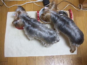 2008_0317 はる0045.jpg