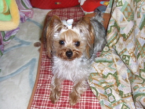 2008_0317 はる0052.jpg