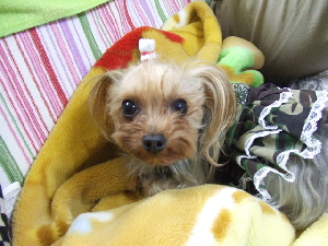 2008_0323 はる0045.jpg