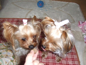 2008_0324 はる0053.jpg