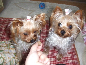 2008_0324 はる0055.jpg