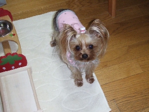 2008_0326 はる0043.jpg