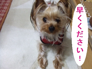 2008_0327 はる0057.jpg