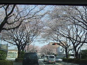 2008_0328 はる0041.jpg