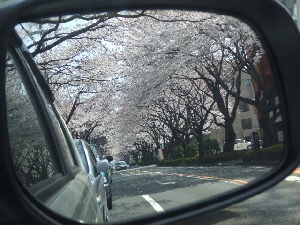 2008_0328 はる0042.jpg