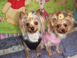 2008_0328 はる0059.jpg