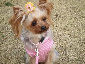 2008_0330 はる0037.jpg