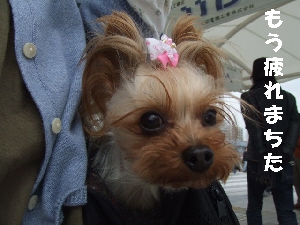 2008_0330 はる0044.jpg