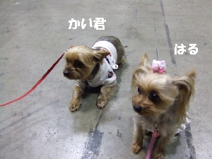 2008_0330 はる0051.jpg