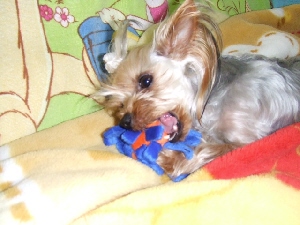 2008_0331 はる0047.jpg
