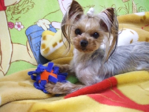 2008_0331 はる0054.jpg