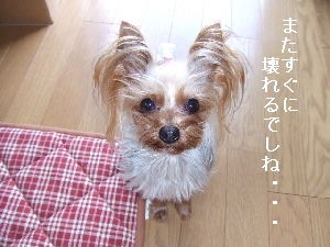 2008_0402 はる0039.jpg