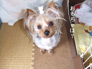 2008_0402 はる0040.jpg