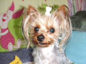 2008_0403 はる0040.jpg
