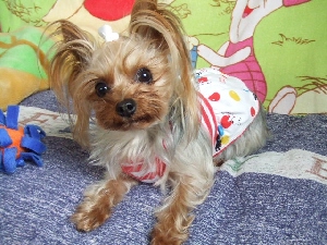2008_0410 はる0036.jpg