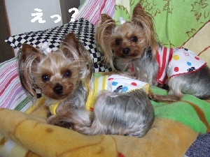 2008_0410 はる0040.jpg