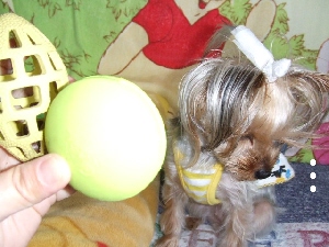 2008_0410 はる0042.jpg