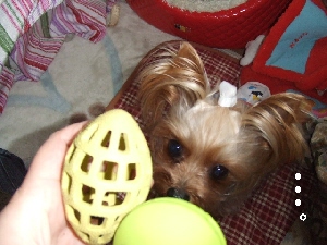 2008_0410 はる0043.jpg