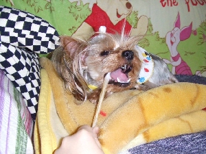 2008_0410 はる0048.jpg
