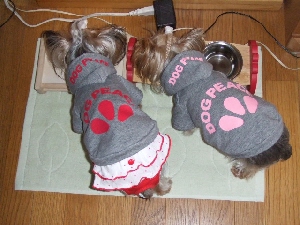 2008_0414 はる0074.jpg