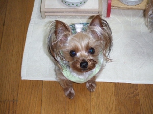 2008_0415 はる0034.jpg